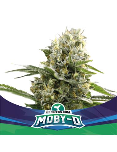 Moby-D XXL Auto - X7