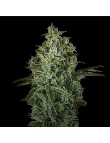 Pineapple Larry OG XXL Auto - X7