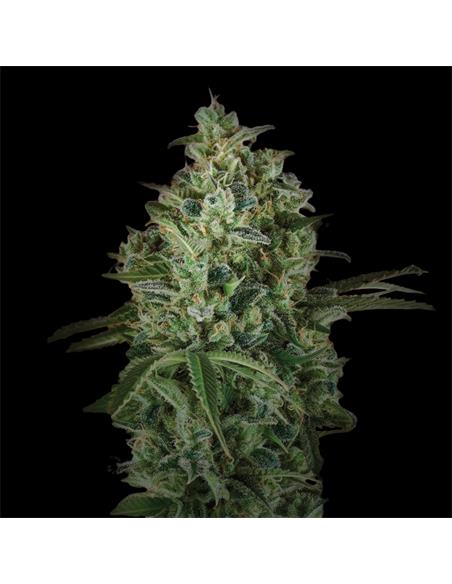 Pineapple Larry OG XXL Auto - X7