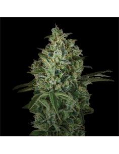 Pineapple Larry OG XXL Auto - X12 2