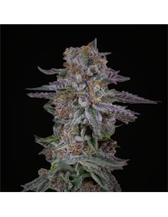 Rainbows XXL Auto - X4 2