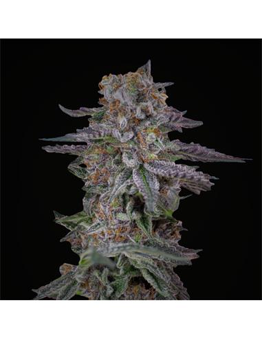 Rainbows XXL Auto - X4