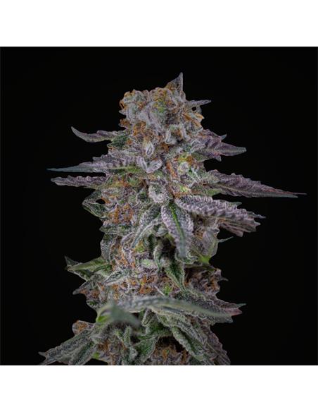 Rainbows XXL Auto - X4