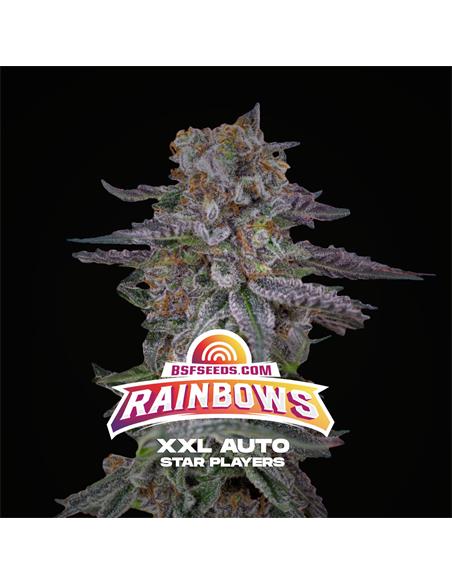 Rainbows XXL Auto - X7