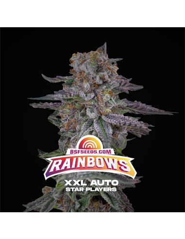 Rainbows XXL Auto - X12