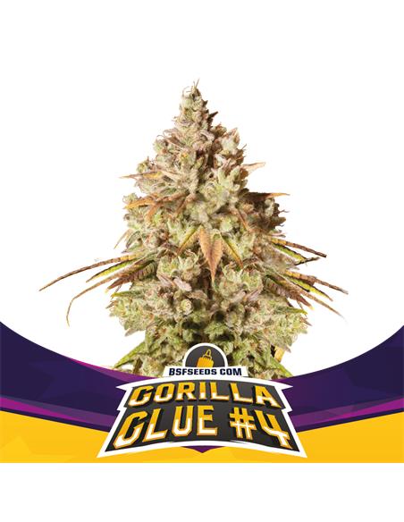 Gorilla Glue #4 - X7