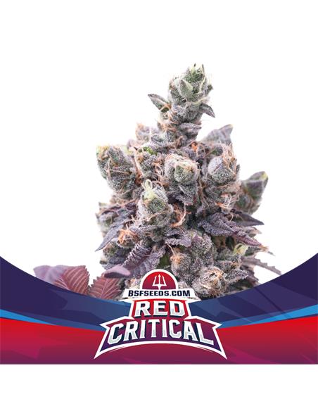 Red Critical Auto - X12